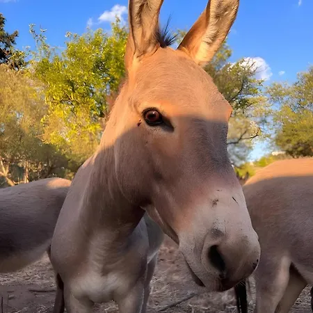 Вилла Azzurra Con Piscina